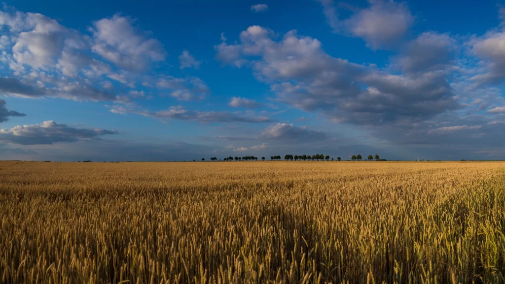 Wheat Golden Yellow Green Blue gray Sky