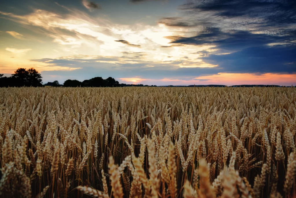 Wheat Golden Yellow Green Blue Orange