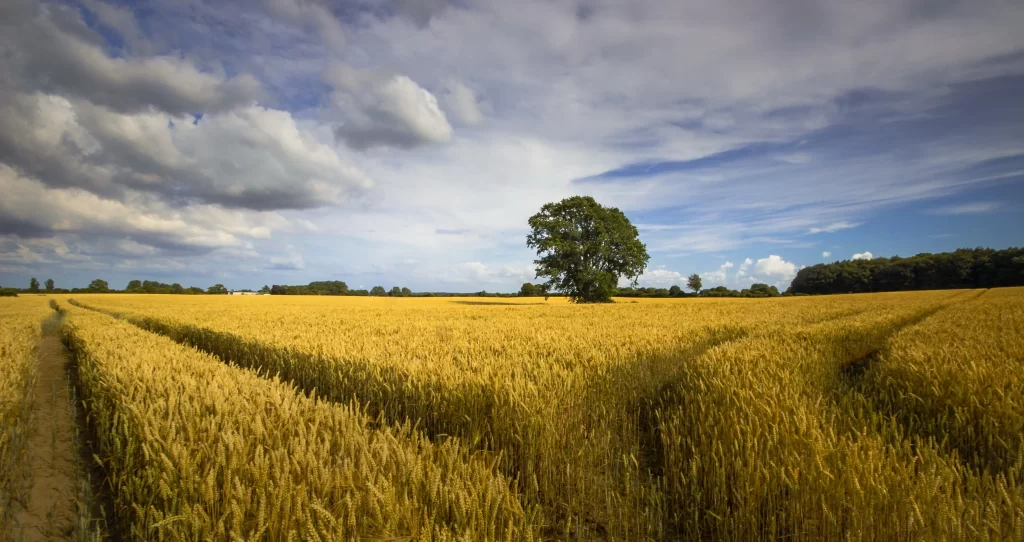 Wheat Golden Yellow Green Tree Blue Sky White Clouds