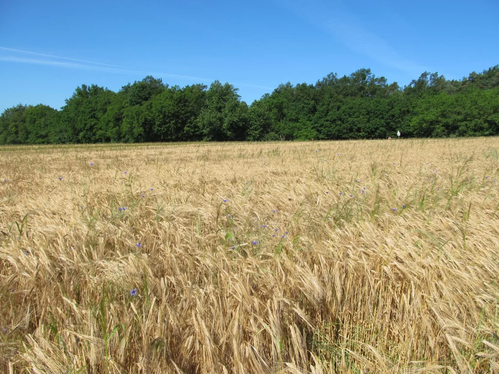 Wheat Golden Yellow Green Trees Blue Sky