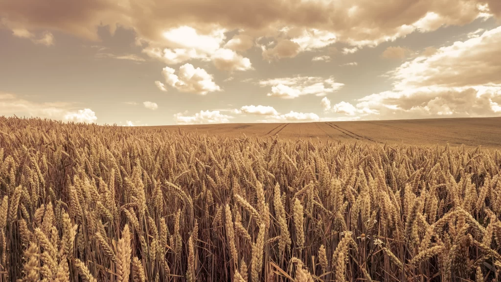 Wheat Golden Yellow Green Leaf Blue warm Sky