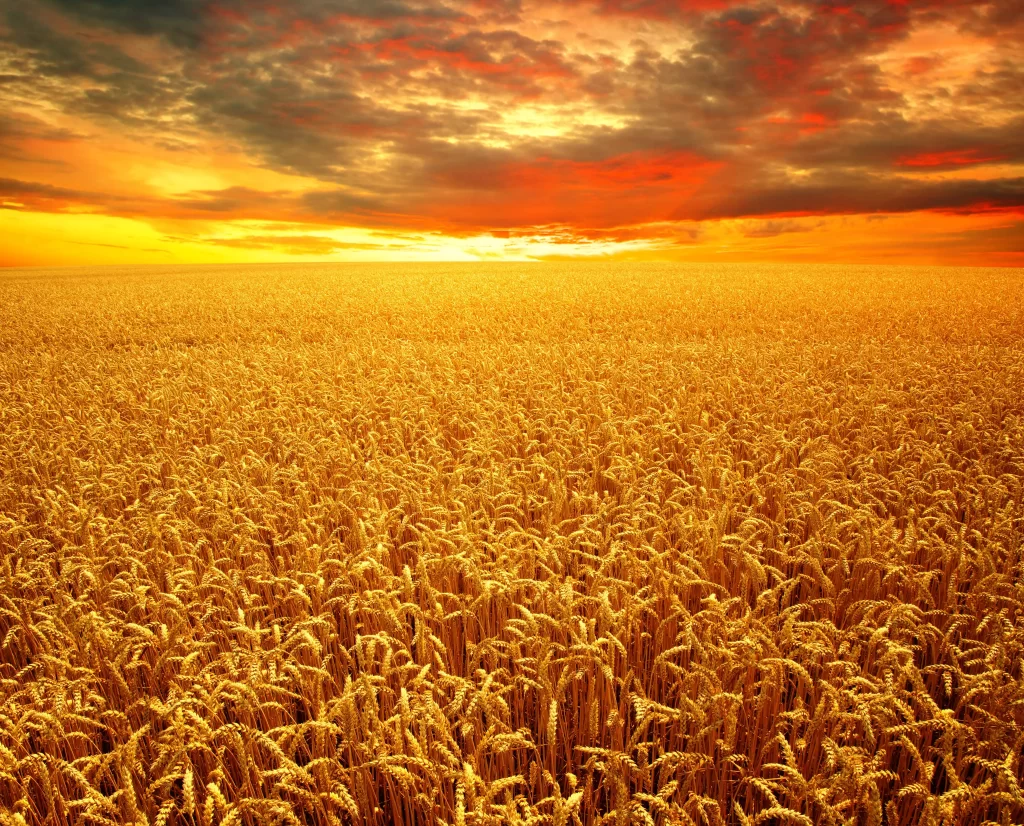 Wheat Golden Yellow Orange Sky