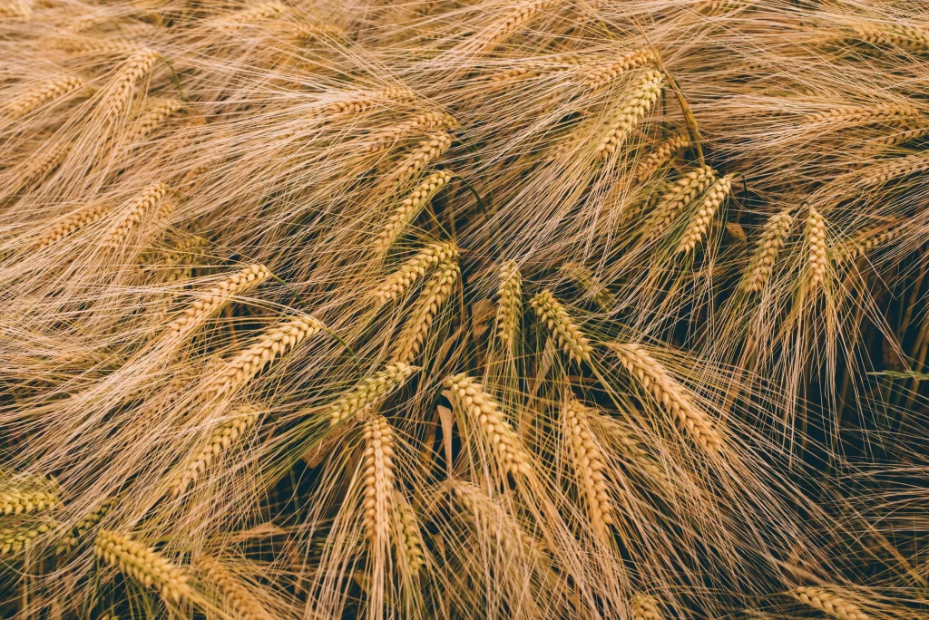Wheat Golden Yellow warm Green