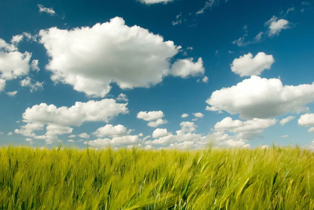Wheat Green Yellow Blue gray White