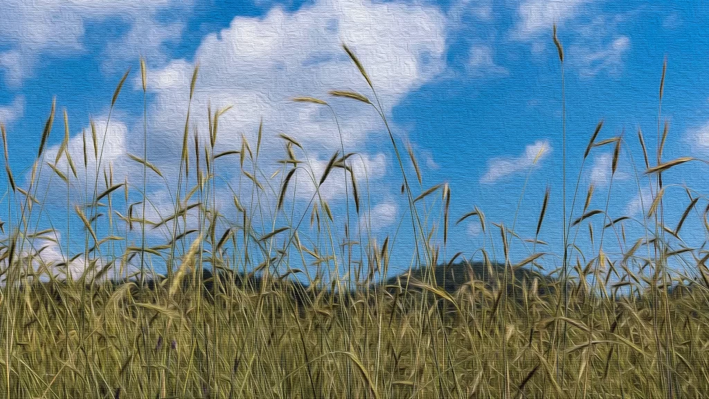 Wheat Green Yellow Blue gray White