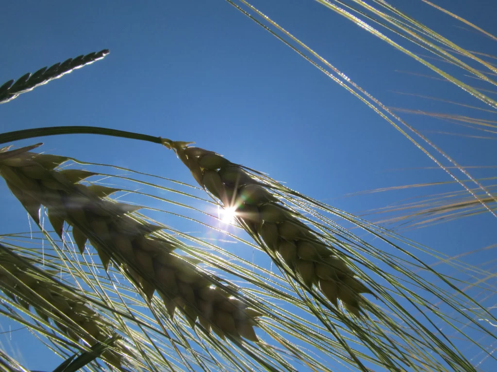 Wheat Green Yellow Blue Sky Sun