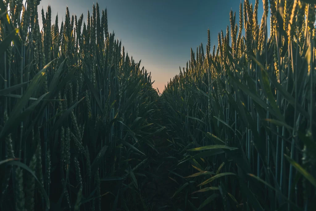 Wheat Green Yellow Blue Sky