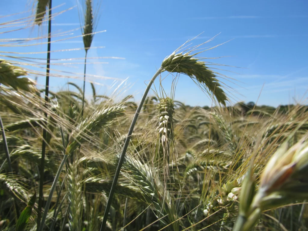 Wheat Green Yellow Blue Sky Field