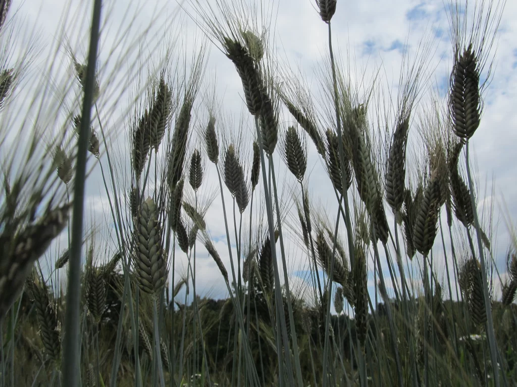 Wheat Green Yellow Brown Blue Sky