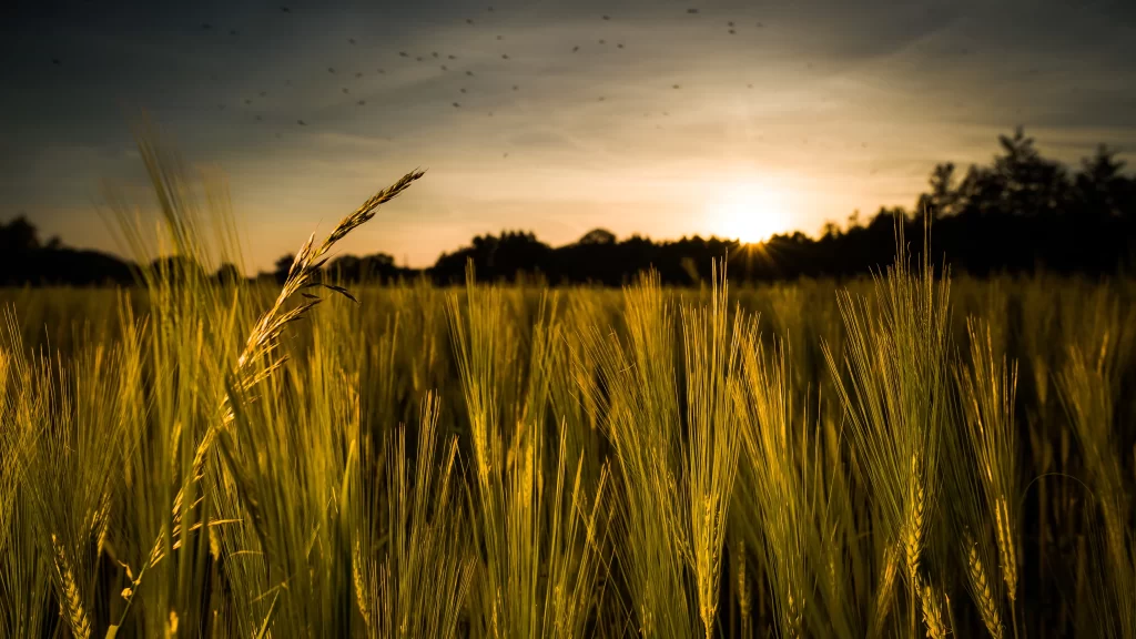 Wheat Green Yellow Field Sunset