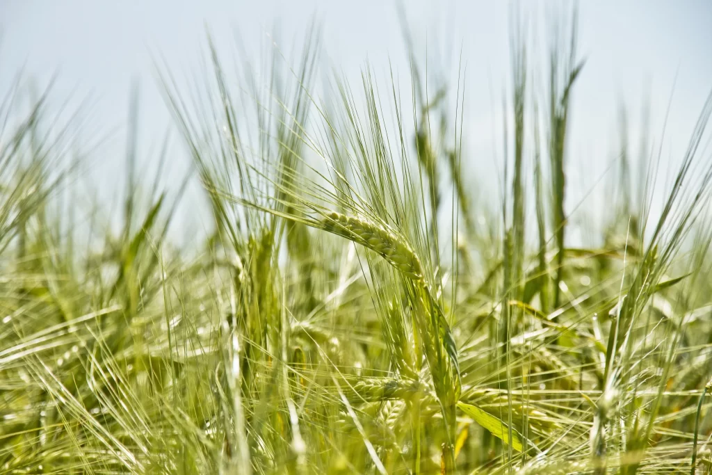 Wheat Green Yellow Field Blue warm Sky