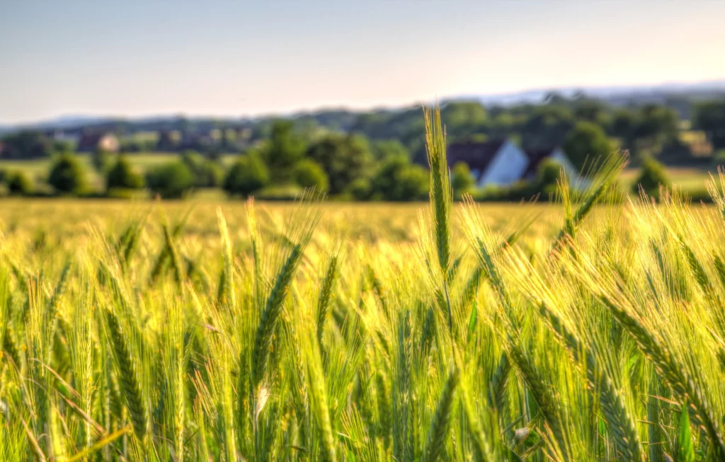 Wheat Green Yellow Field Blue warm Sky
