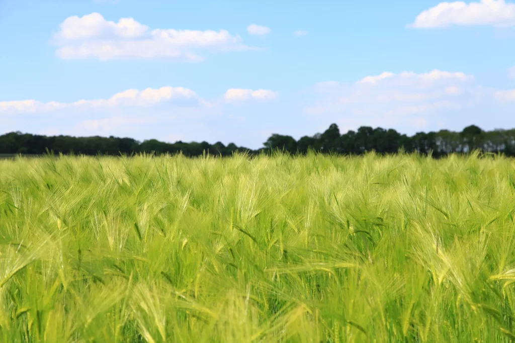 Wheat Green Yellow Field Blue Sky White Cloud