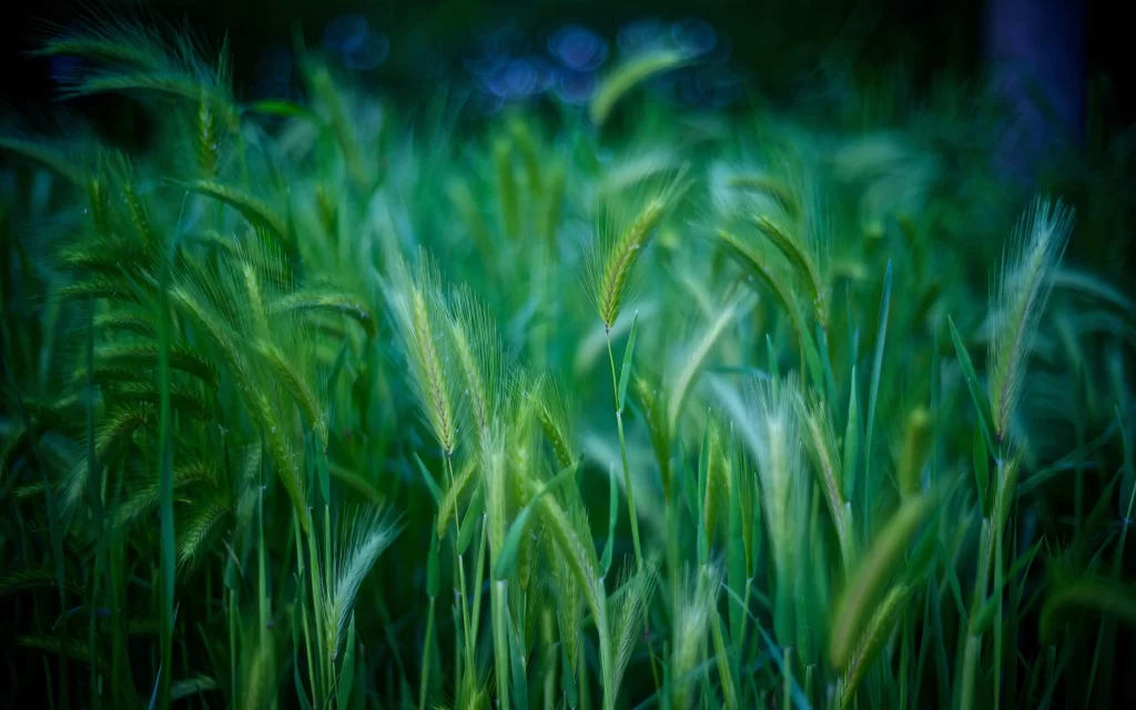 Wheat Green Yellow Field Nature
