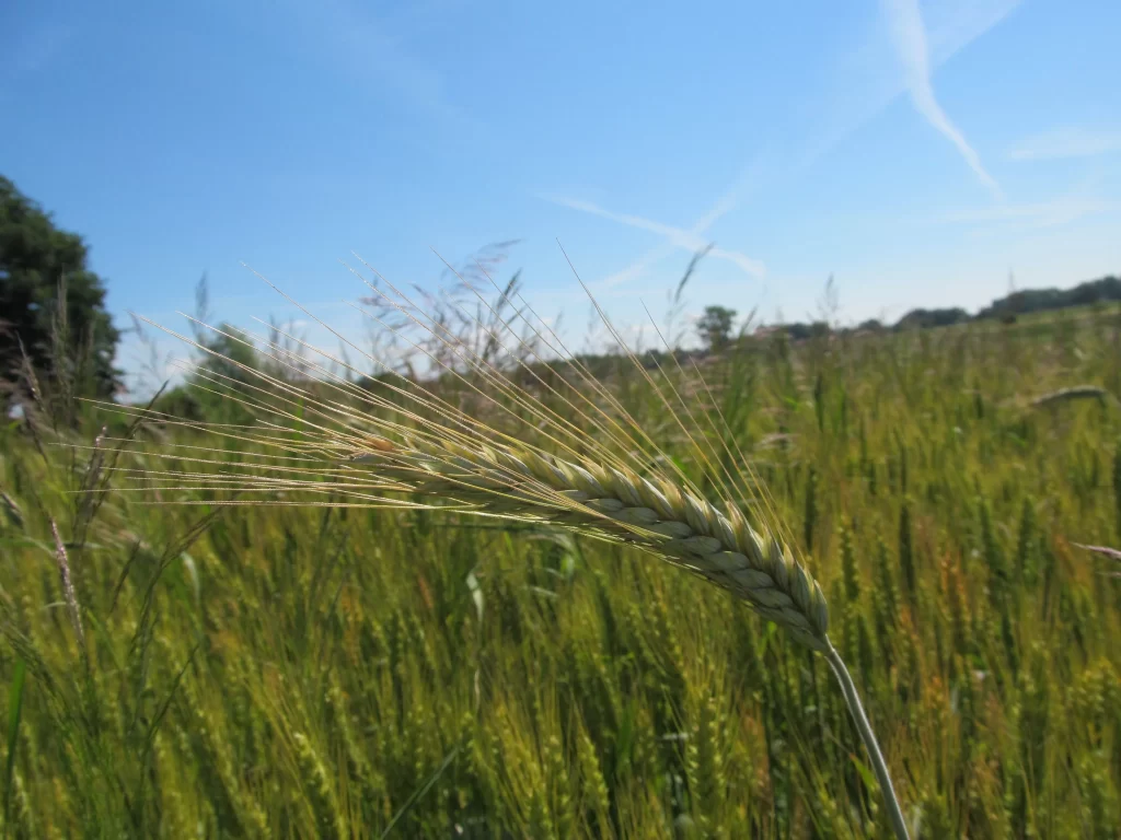 Wheat Green Yellow Field Blue gray Sky