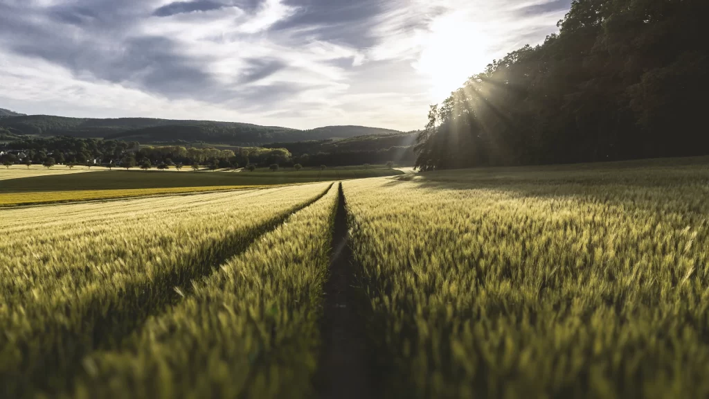Wheat Green Yellow Field Sunlight Pathway
