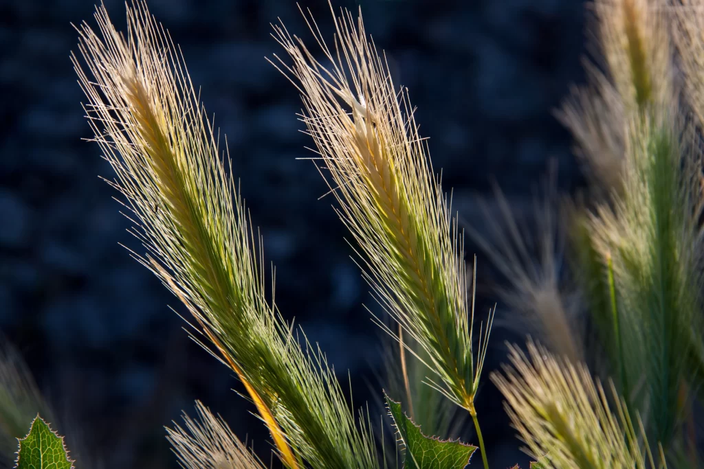 Wheat Green Yellow gray Field