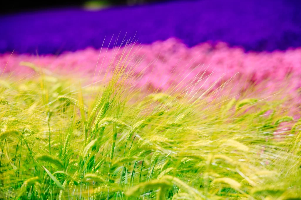 Wheat Green Yellow Purple Pink Field