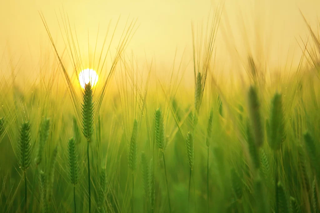 Wheat Green Yellow Sun Rays Field