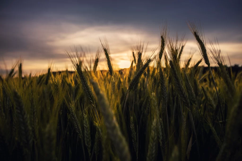 Wheat Green Yellow Sunset Field