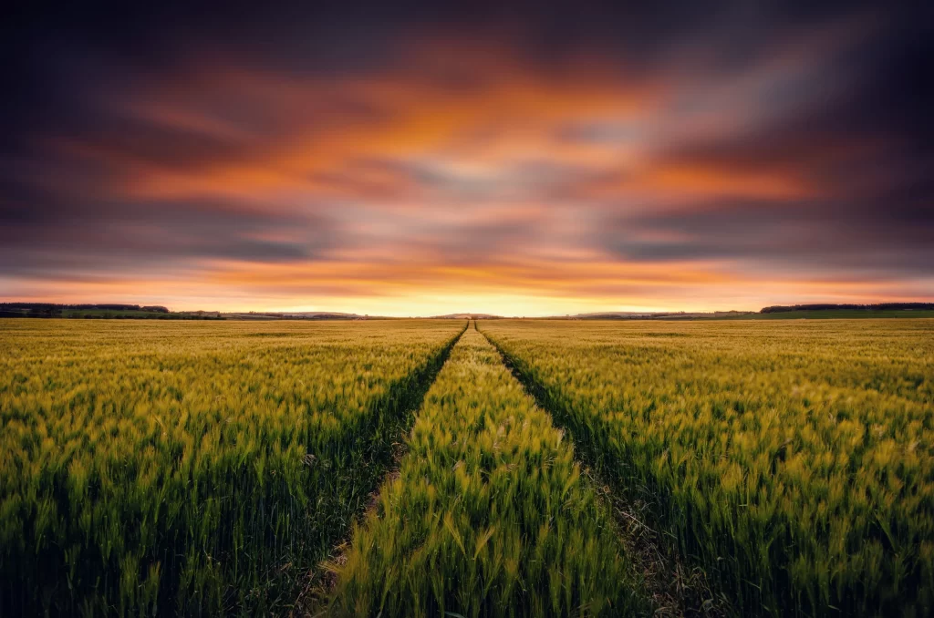 Wheat Green Yellow Sunset Sky