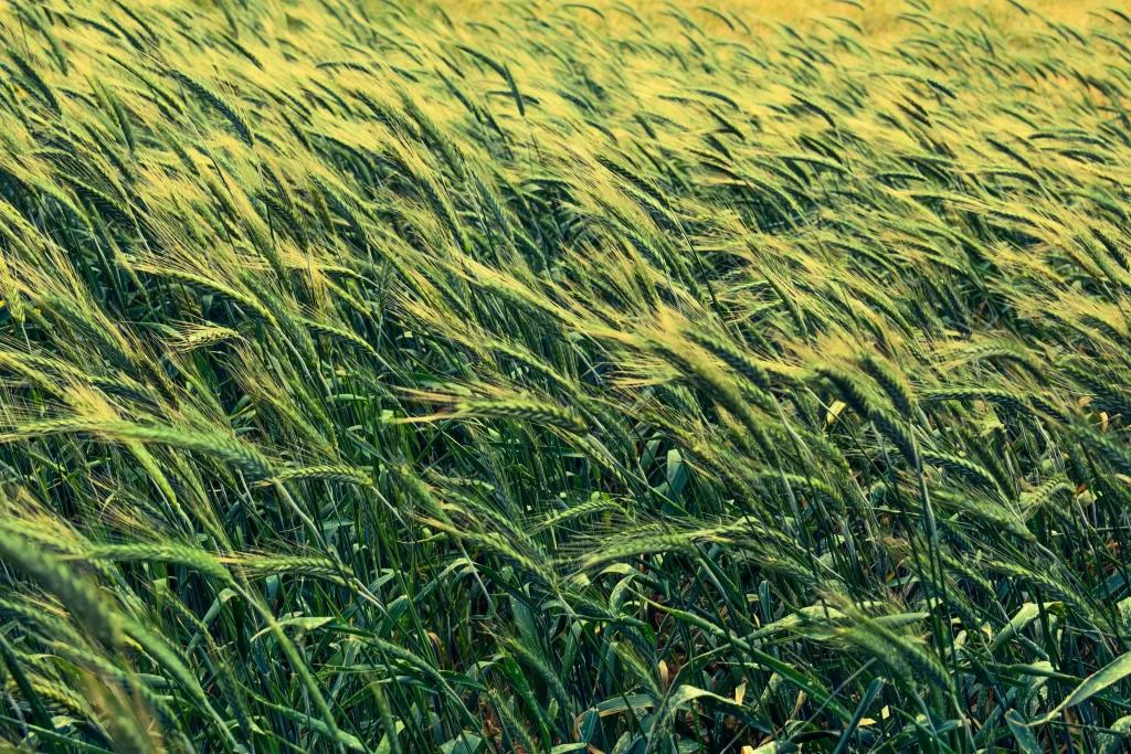 Wheat Green Yellow warm Field