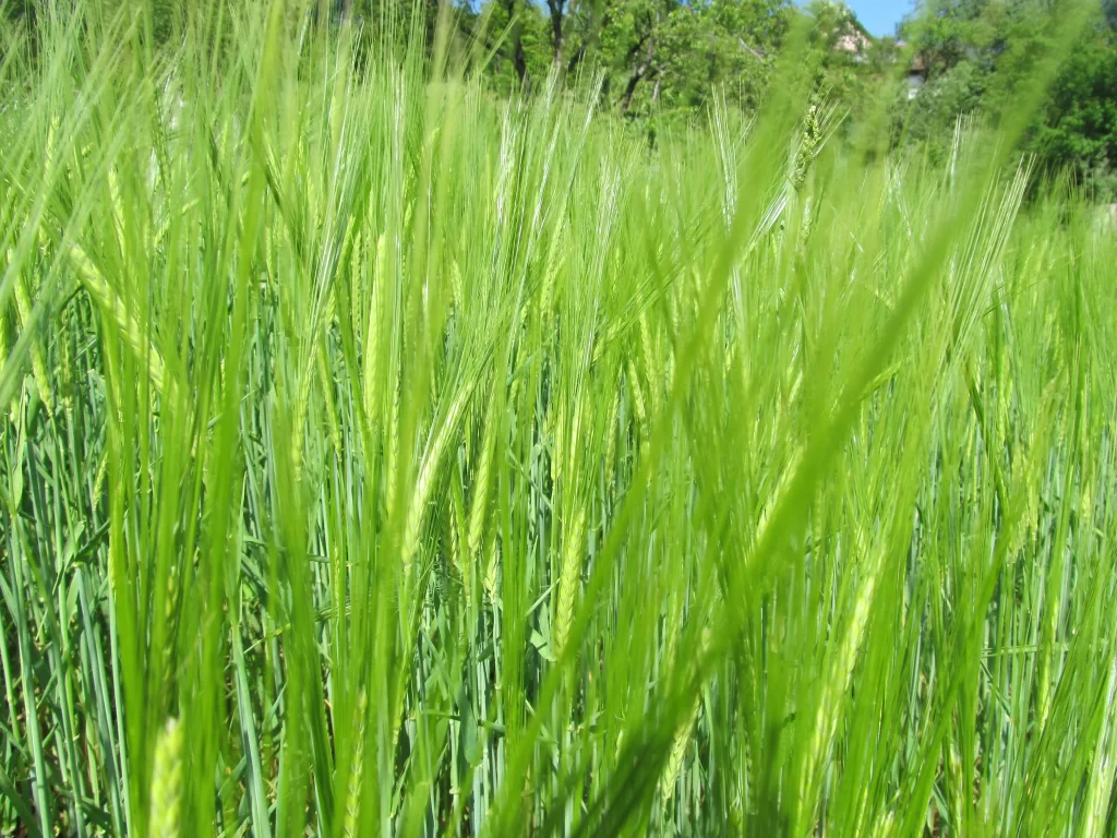 Wheat Green Yellow warm Field