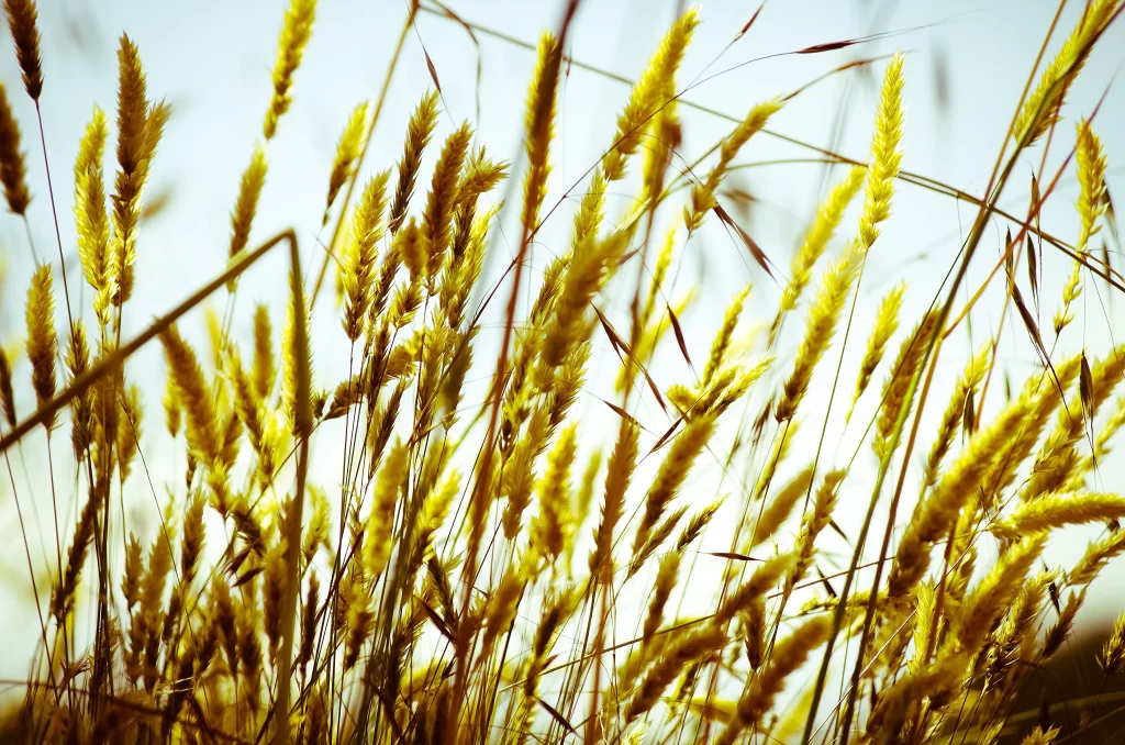 Wheat Yellow Green Field