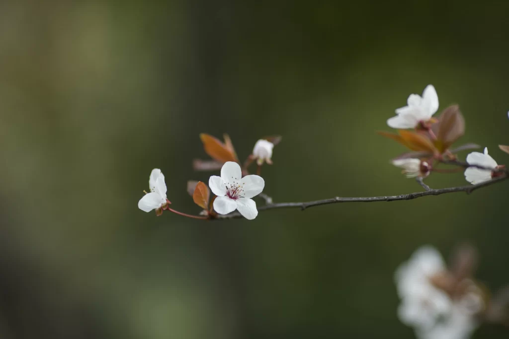 White Blossom Petals Branch Red Leaves