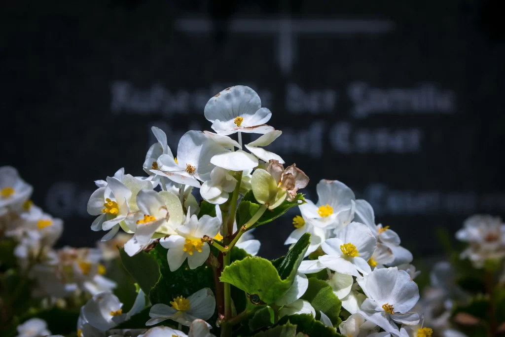 White Blossom Petals Yellow Stamens Green Leaves