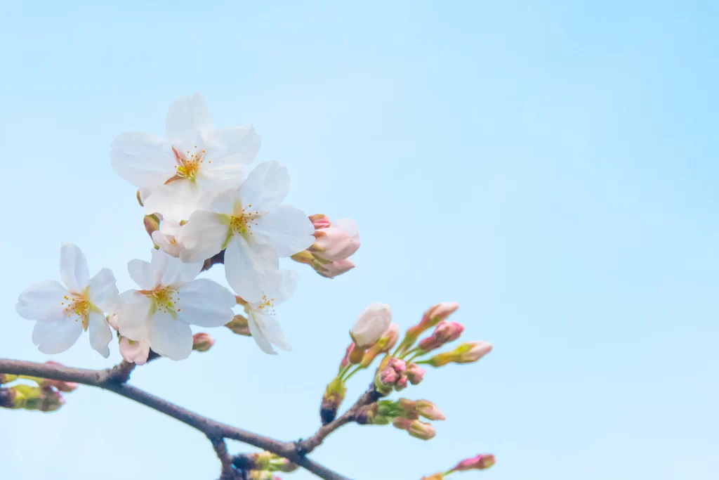 White Blossom Petals Yellow Stamens Branch