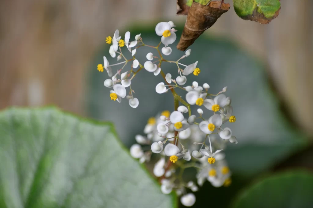 White Blossom Yellow Center Petals Delicate Nature