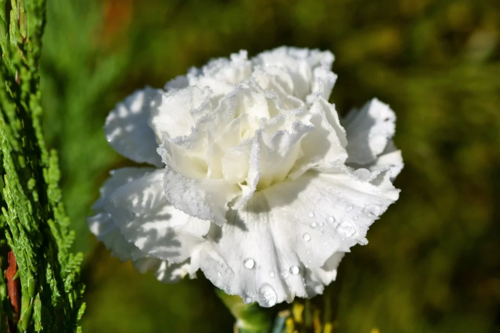 White Carnation Petals Dewdrops Ruffled Edges Green warm Foliage