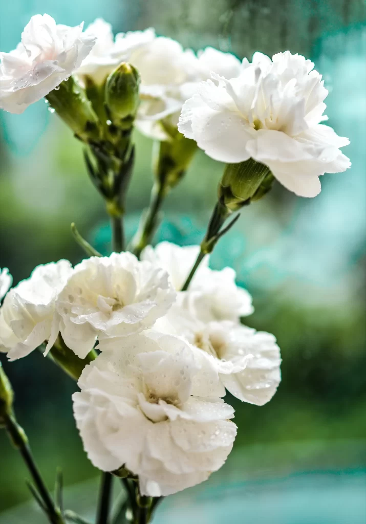 White Carnation Petals Dewdrops Green Stems