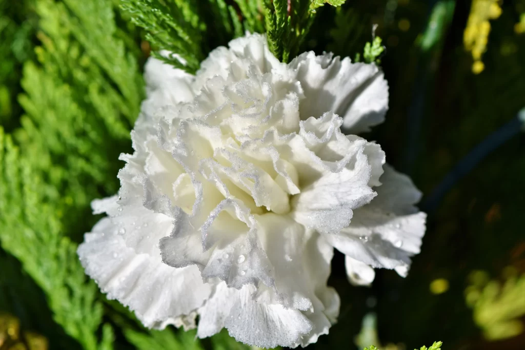 White Carnation Petals Dewdrops Ruffled Edges Green warm Foliage