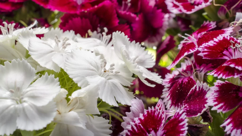 White Carnation Petals Edges Ruffled Pink Red