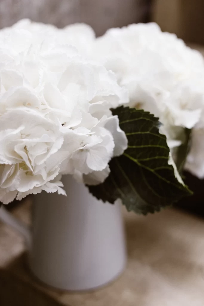 White Carnation Petals Green Leaves