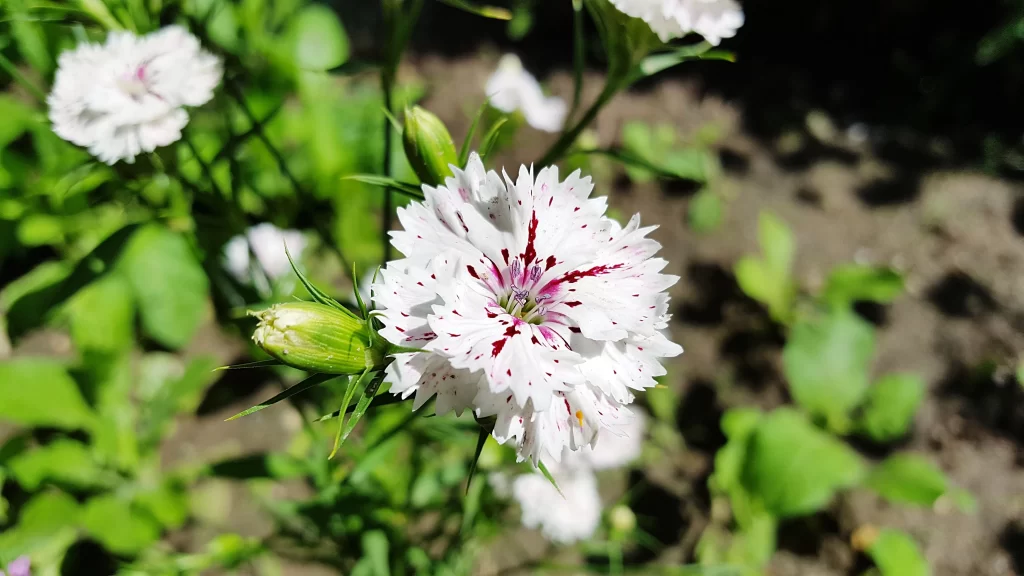 White Carnation Pink Speckles Petals Green Leaves