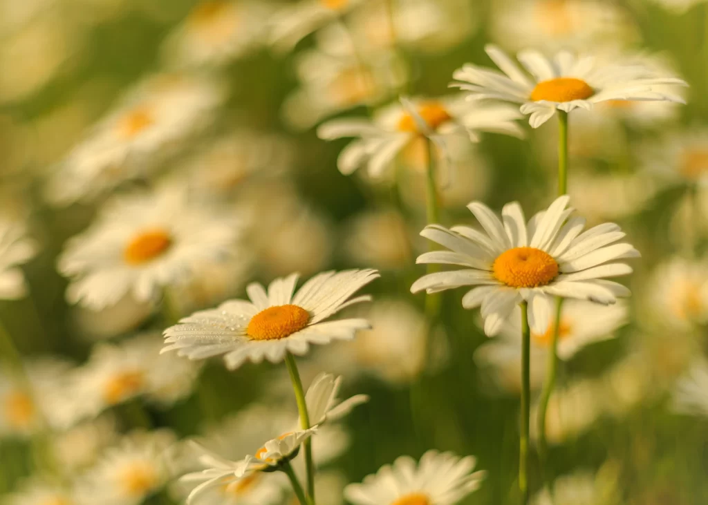 White Chamomile Petals Yellow Center Green warm Stems