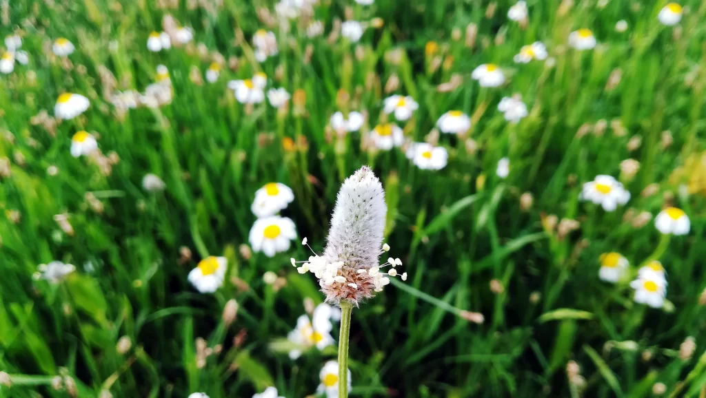 White Chamomile Petals Yellow Center Green warm Grass