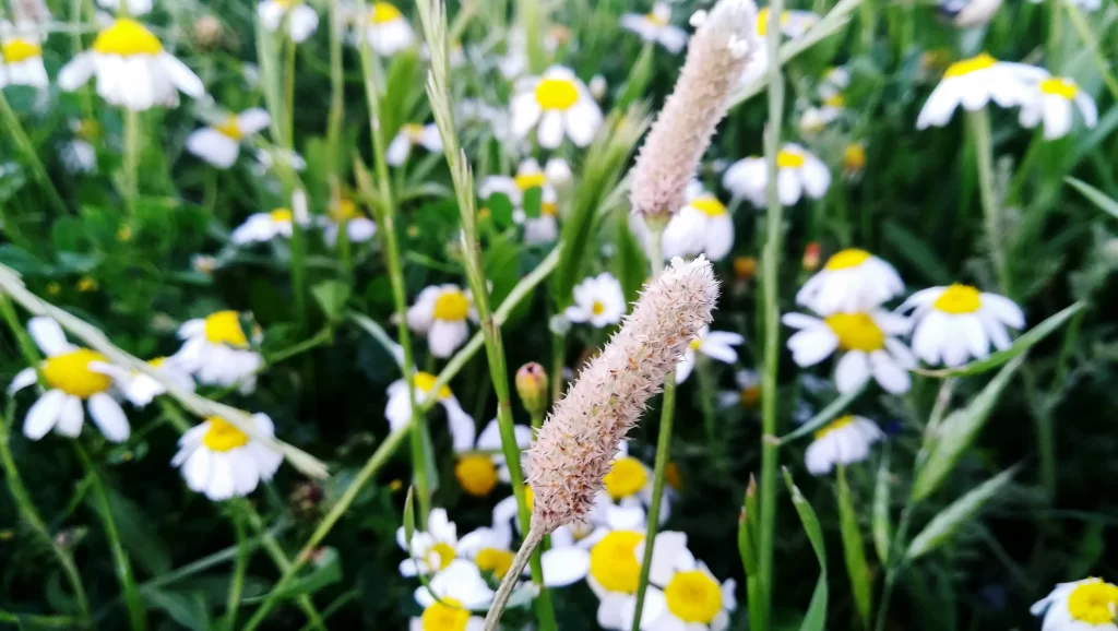 White Chamomile Petals Yellow Center Green warm Leaves