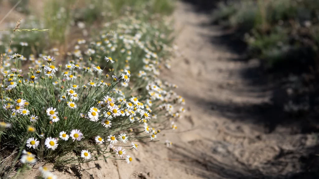 White Chamomile Petals Yellow Center Sandy Path