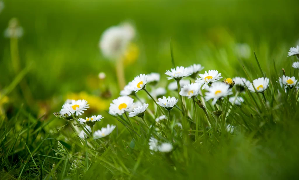 White Chamomile Petals Yellow Center Green warm Grass