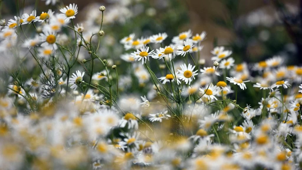 White Chamomile Petals Yellow Center Field