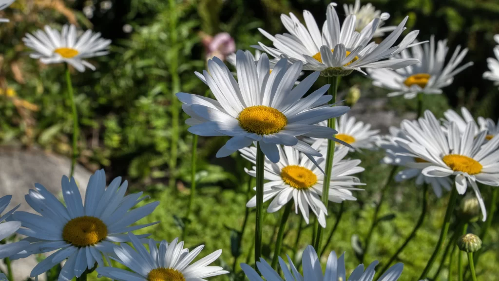 White Chamomile Petals Yellow Center Sunlit