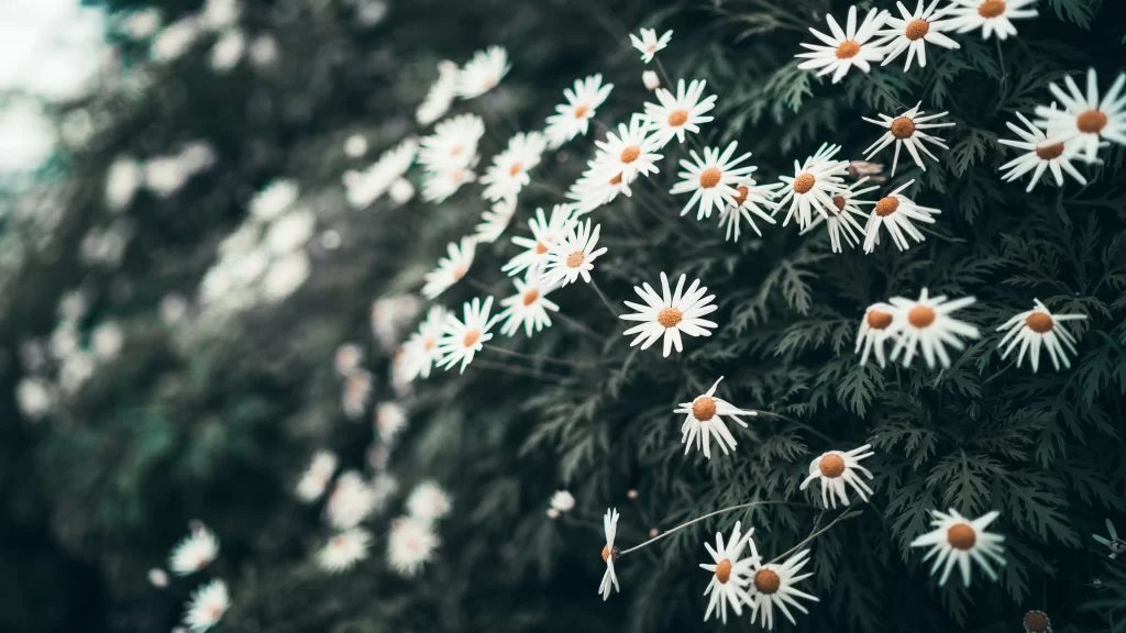 White Chamomile Petals Yellow Center Green gray Leaves