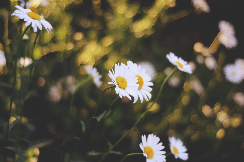 White Chamomile Petals Yellow Center Green gray Stems