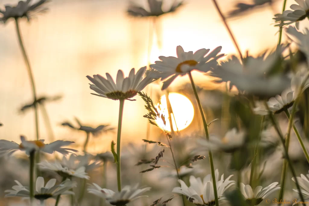 White Chamomile Petals Yellow Center Sunlight