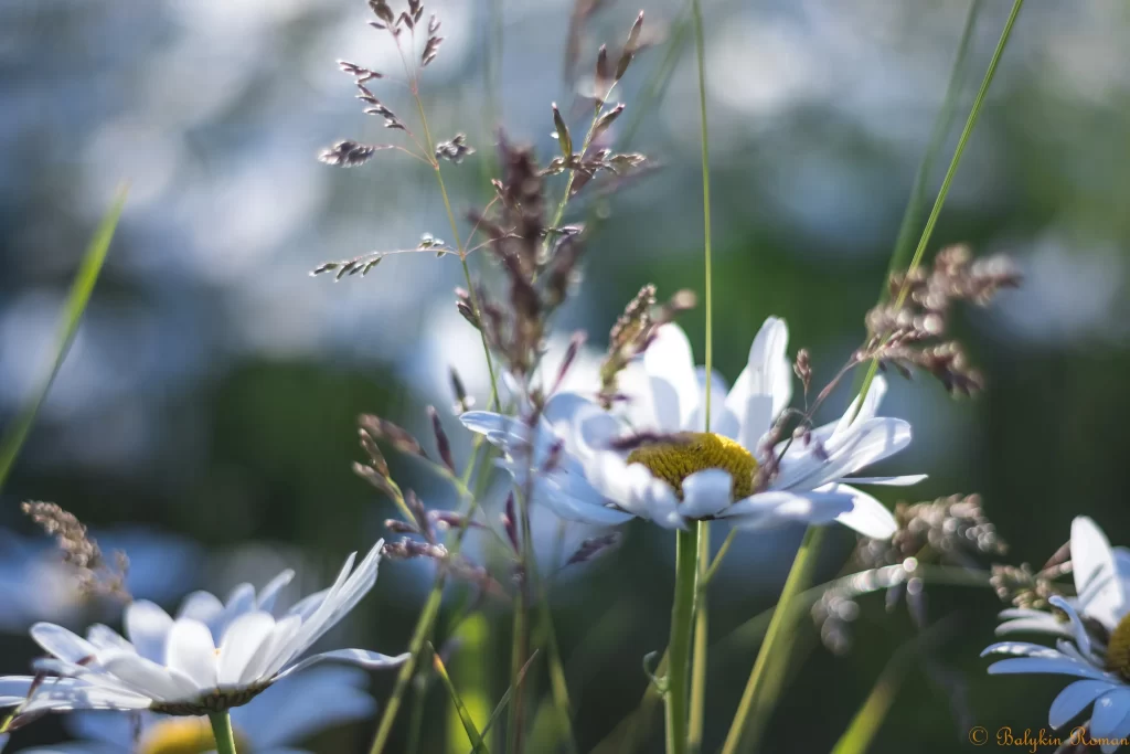 White Chamomile Petals Yellow Center Green gray Stems