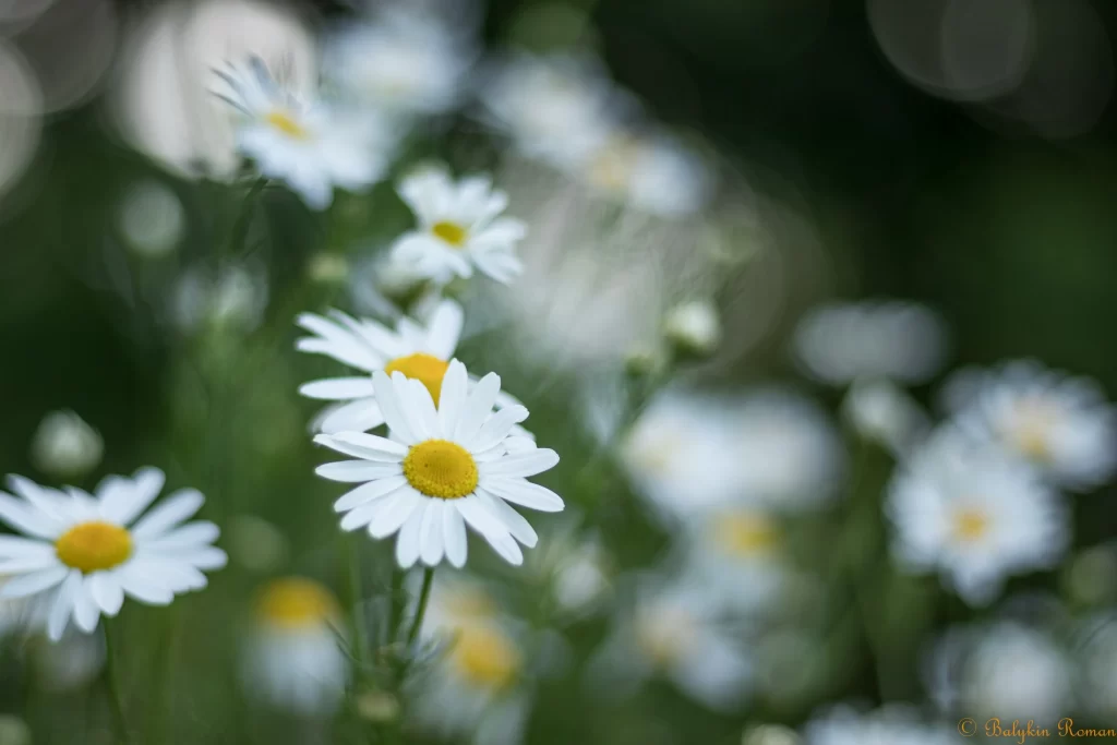 White Chamomile Petals Yellow Center Green gray Stems